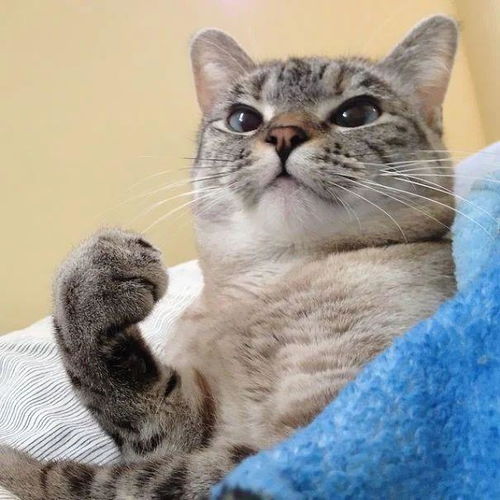  战斗吧拳击猫,猫喵干啥啥不行,打铲屎官第一名