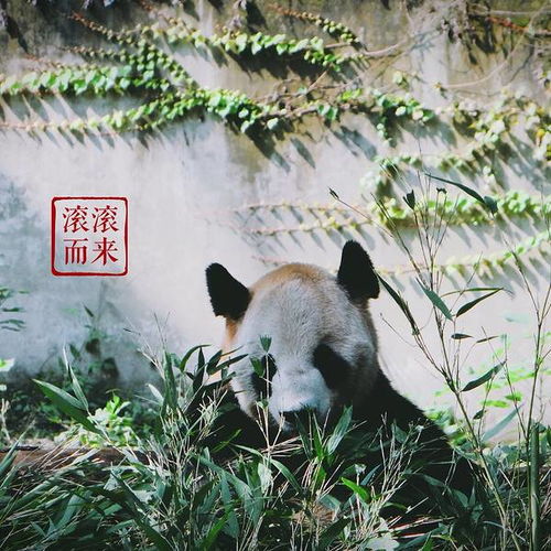  2019重庆动物园门票,重庆重庆动物园游玩攻略,重庆动物园游览攻略路线地址门票价格