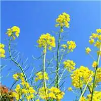  唯美好看油菜花微信头像微信头像图片大全