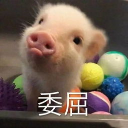  逗逼魔性头像,一眼就记住