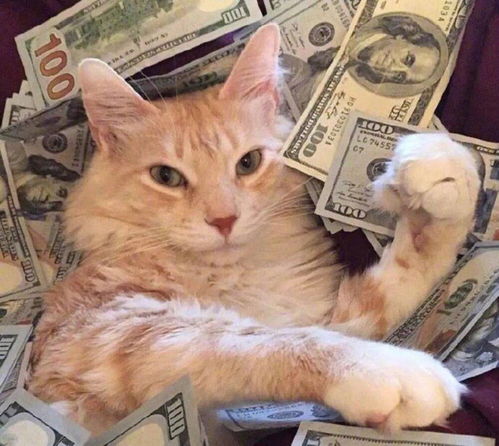  可爱猫狗头像