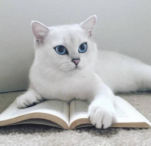  在猫的心中,主人是什么样一个地位