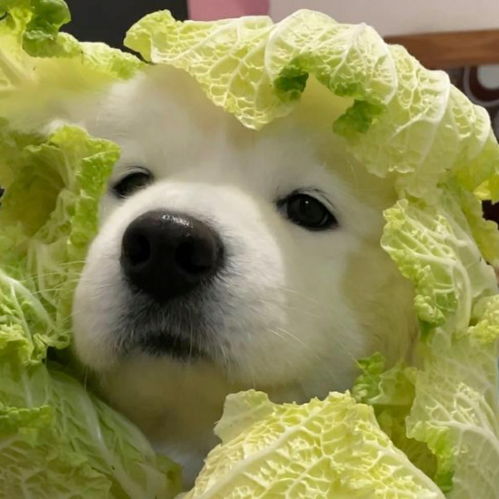  头像是绿色啊