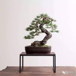  百幅图片带你走进盆景的世界