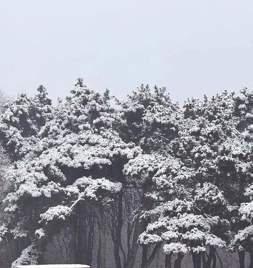 今冬遇初雪绘就水墨图长春各大公园雪景美如画
