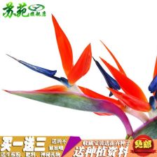  鹤望兰中苗