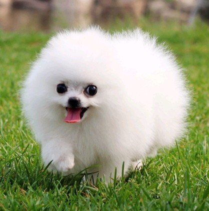 博美狗牌头像博美犬