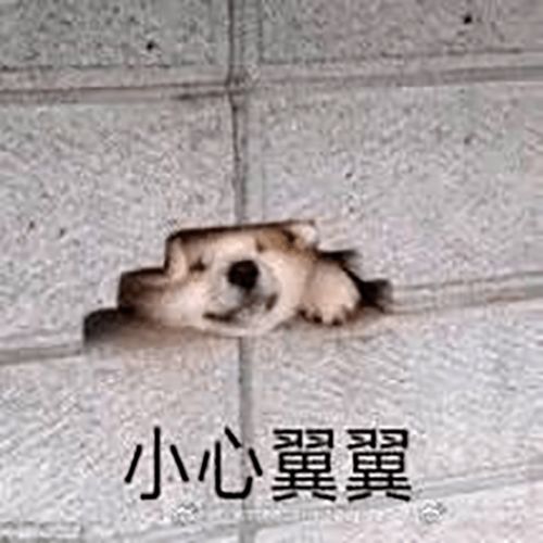  猫咪来教你如何跟男朋友撒娇
