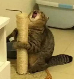  当美术生画他家的猫咪时,老师你画的猫是外星生物
