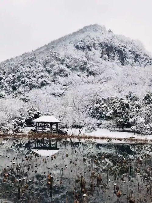  美到窒息难得一见的雪景,全国人民都拼了要来杭州