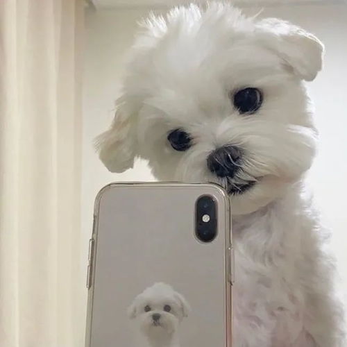 猫狗自拍头像像极了自拍时候的你