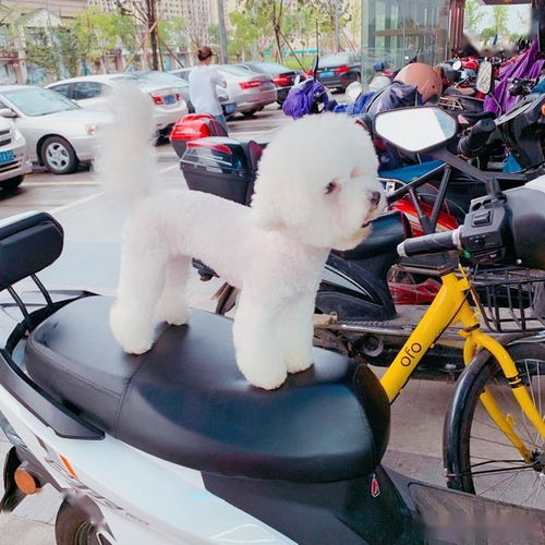  狗狗排便的时候,为什么总是回头盯着主人说出来你可能不信