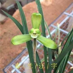 汪字