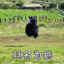  人人都想去的张家界玻璃栈道出事了坠石突然滚落,砸中女子