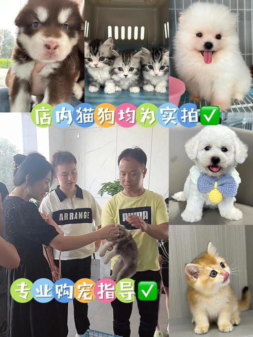  福州买宠物哪里便宜,福州买宠物哪里性价比高,这里更值得信赖