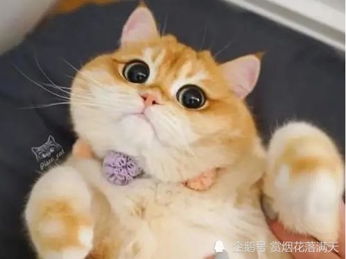  霸气又看了让人笑喷的搞笑句子,句句惹人爱,让你笑出眼泪