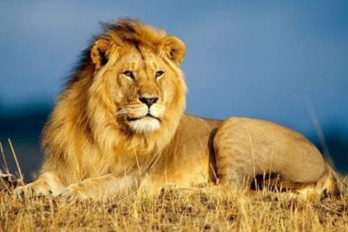  lion中文到底怎么读