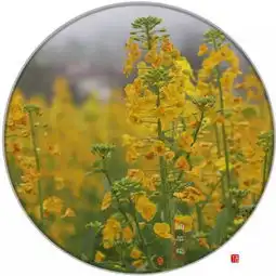  3月,一起相约去崇义龙勾看千亩彩色油菜花海