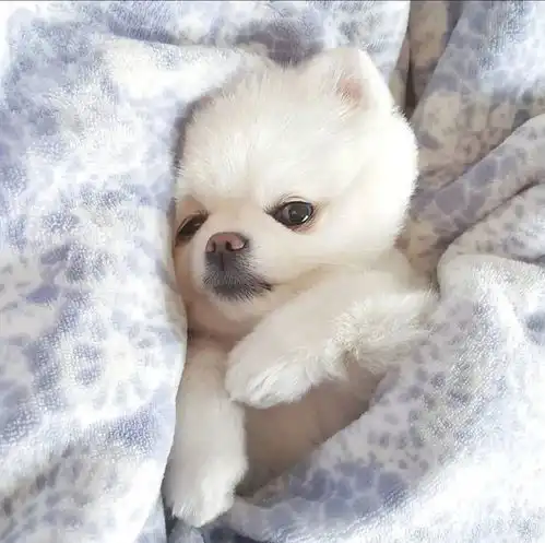 vol.113萌系可爱头像 vol.113萌系可爱头像