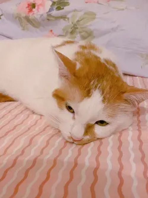  激萌动物家养宠物动物卖萌英国短毛猫