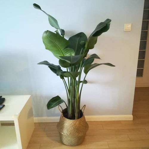  6种花叶子超大,养在客厅很有范,吉祥又美丽,深受主妇喜爱