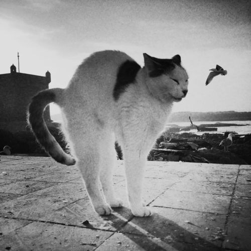 孤独黑暗的猫头像孤单