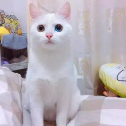  十几块钱的土猫养着掉价我呸