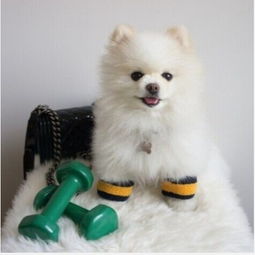  毛茸茸的博美犬