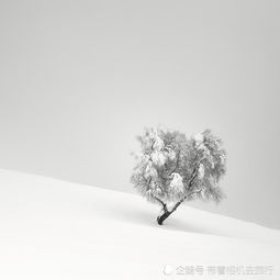  他拍的雪景照,让人心旷神怡