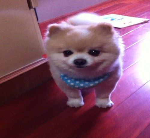 图一只博美多少钱哪里有卖博美犬的成都宠物狗