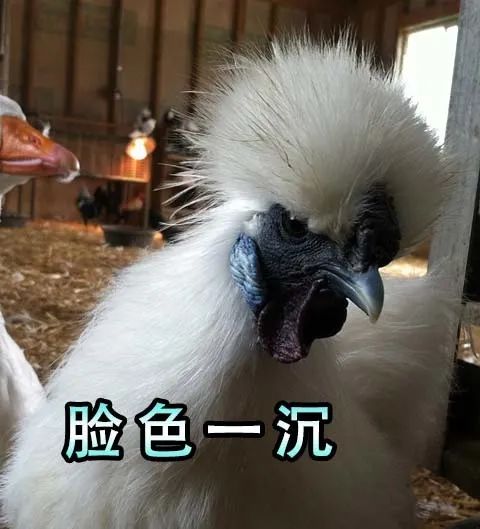  小猫咪,你为什么长得猴里猴气的