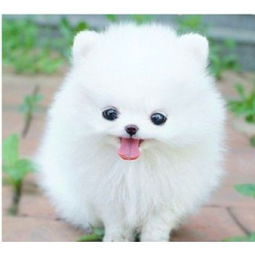  广州博美犬价格_广州哪里有卖博美犬,大概俊介多少钱一只_哪里有卖博美犬图片-黄页88网