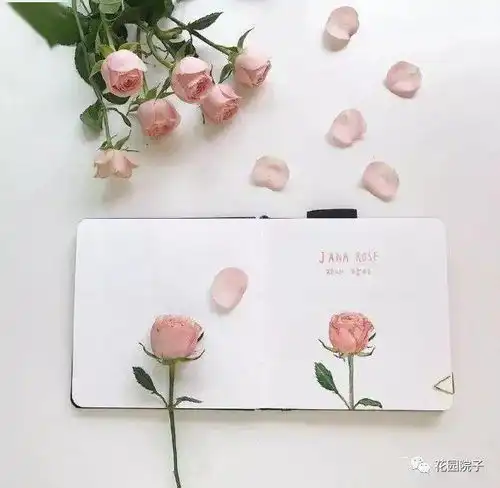 画笔下的小清新50张治愈系水彩植物画,看着真养眼 画笔下的小清新50张治愈系水彩植物画,看着真养眼