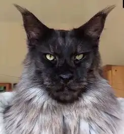  从小老虎到土拨鼠,我养的不是猫,是cos界的大佬啊