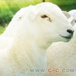  河北澳洲白羊养殖场易县杜奥牧业sell天津澳洲白羊河北澳洲白羊养殖场