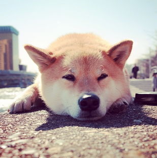 小柴犬头像高清可爱