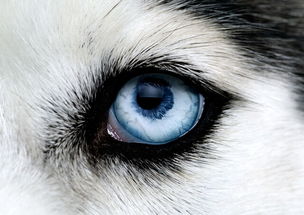  犀利滴眼神
