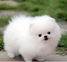  上海底价出售博美犬迷你欢迎上门选