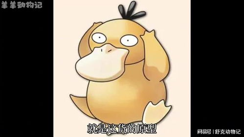  动物界的缝合怪鸭嘴兽我能产奶还能孵蛋哦