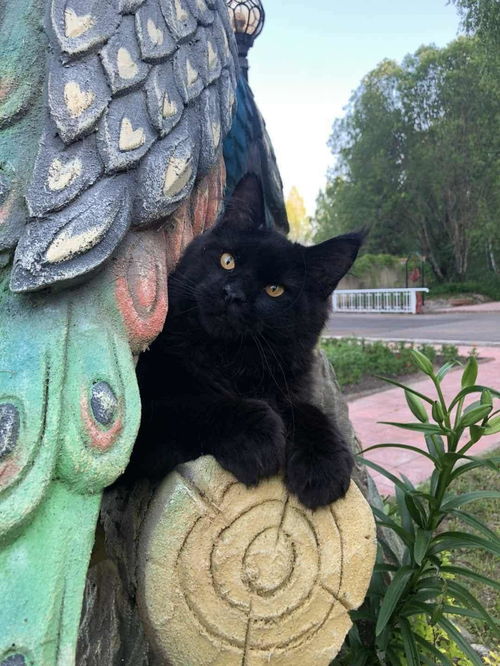  缅因猫的常见种类简单介绍下