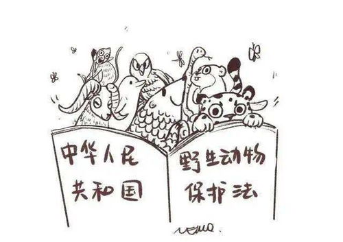  福建一男子非法收购出售这些动物获重刑
