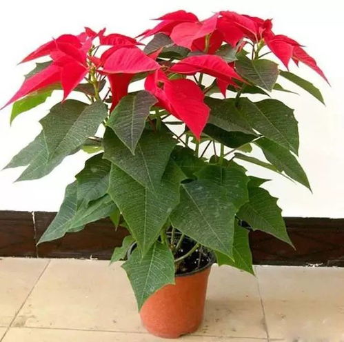  别再让你的花被水淹死喽,果断转给爱花的朋友