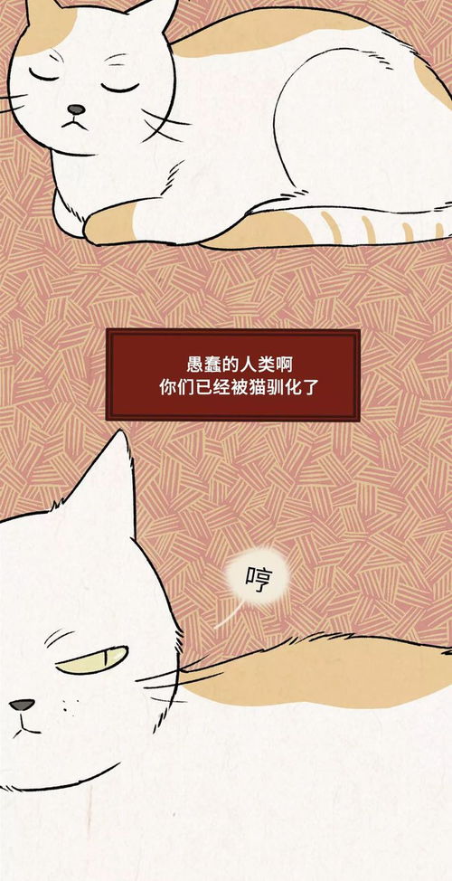  猫咪是一种狡诈的动物,跟着你就是为了混饭吃