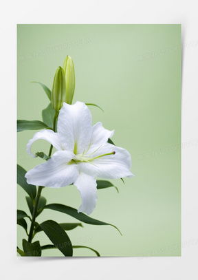  百合花图像微信头像大全