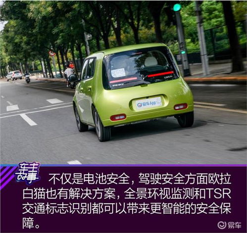  猫系青年的欧拉白猫深度吸猫指南