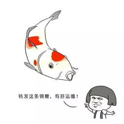  吸欧气做锦鲤永旺周年庆来了