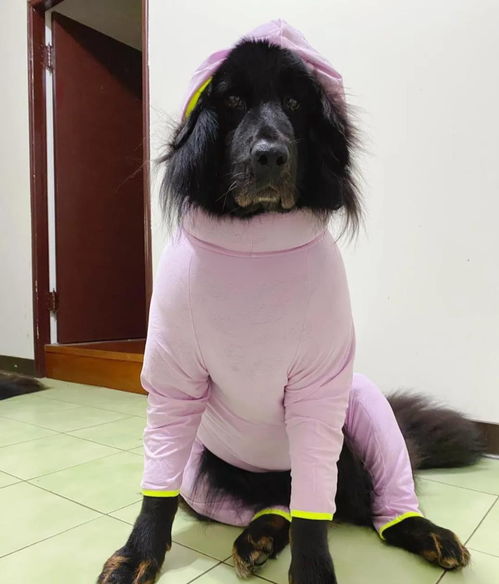  霸气獒犬秒变爆炸鸡窝头,笑喷网友这是高压电吧哈哈