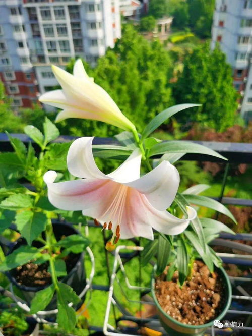  靡不有初,鲜克有终,第一次种百合花