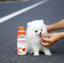  标题成都哪个地方有狗场出售博美犬成都纯种的博美犬大概多少钱一只成都的博美价格怎么样
