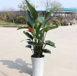  盆栽养鹤望兰,记住4点秘诀,花叶长满盆,分分钟成花海